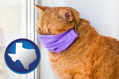 texas map icon and red cat wearing a purple medical mask