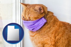 utah red cat wearing a purple medical mask