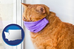 washington red cat wearing a purple medical mask