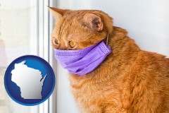 wisconsin map icon and red cat wearing a purple medical mask
