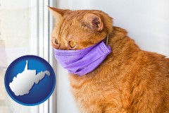west-virginia map icon and red cat wearing a purple medical mask