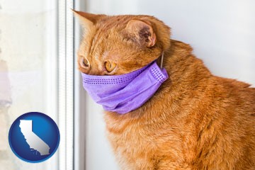 red cat wearing a purple medical mask - with California icon