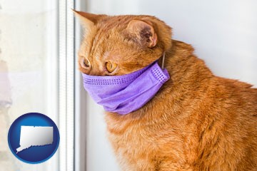 red cat wearing a purple medical mask - with Connecticut icon