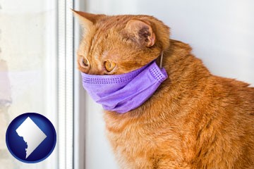 red cat wearing a purple medical mask - with Washington, DC icon