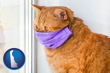 red cat wearing a purple medical mask - with Delaware icon