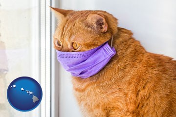 red cat wearing a purple medical mask - with Hawaii icon