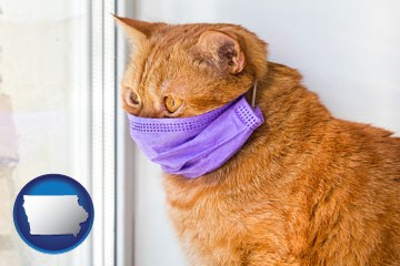 red cat wearing a purple medical mask - with Iowa icon