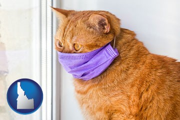 red cat wearing a purple medical mask - with Idaho icon