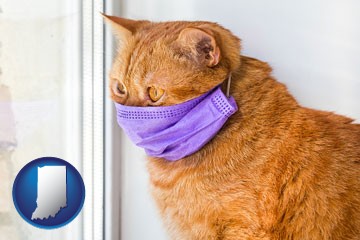red cat wearing a purple medical mask - with Indiana icon