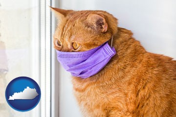 red cat wearing a purple medical mask - with Kentucky icon