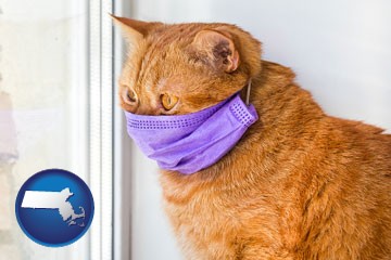 red cat wearing a purple medical mask - with Massachusetts icon