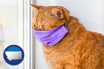red cat wearing a purple medical mask - with Montana icon
