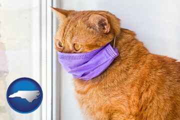 red cat wearing a purple medical mask - with North Carolina icon