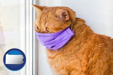 red cat wearing a purple medical mask - with Pennsylvania icon