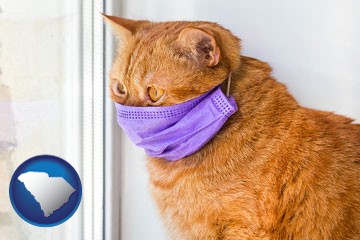 red cat wearing a purple medical mask - with South Carolina icon
