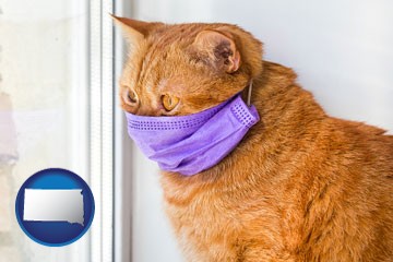red cat wearing a purple medical mask - with South Dakota icon