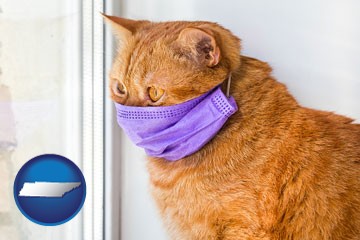 red cat wearing a purple medical mask - with Tennessee icon
