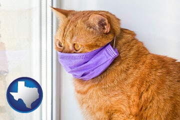 red cat wearing a purple medical mask - with Texas icon