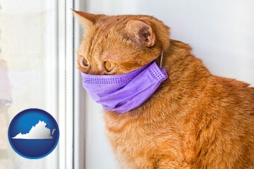 red cat wearing a purple medical mask - with Virginia icon