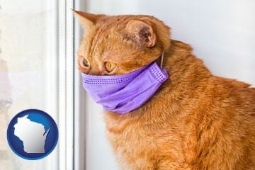 red cat wearing a purple medical mask - with Wisconsin icon