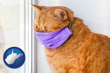 red cat wearing a purple medical mask - with West Virginia icon