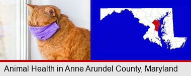 red cat wearing a purple medical mask; Anne Arundel County highlighted in red on a map