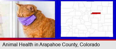 red cat wearing a purple medical mask; Arapahoe County highlighted in red on a map
