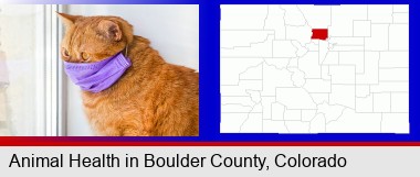 red cat wearing a purple medical mask; Boulder County highlighted in red on a map