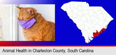 red cat wearing a purple medical mask; Charleston County highlighted in red on a map