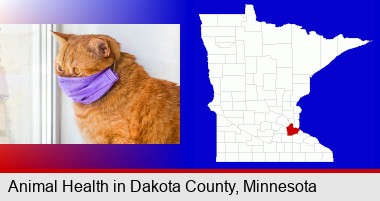 red cat wearing a purple medical mask; Dakota County highlighted in red on a map