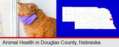 red cat wearing a purple medical mask; Douglas County highlighted in red on a map