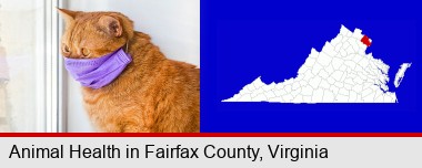 red cat wearing a purple medical mask; Fairfax County highlighted in red on a map