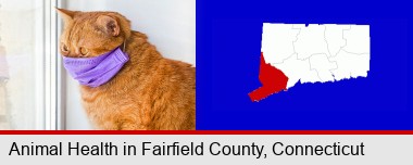 red cat wearing a purple medical mask; Fairfield County highlighted in red on a map