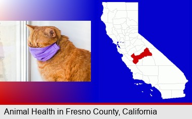 red cat wearing a purple medical mask; Fresno County highlighted in red on a map