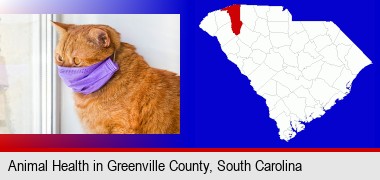red cat wearing a purple medical mask; Greenville County highlighted in red on a map