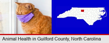 red cat wearing a purple medical mask; Guilford County highlighted in red on a map