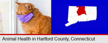 red cat wearing a purple medical mask; Hartford County highlighted in red on a map