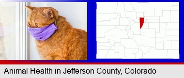 red cat wearing a purple medical mask; Jefferson County highlighted in red on a map