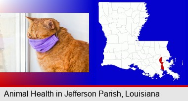 red cat wearing a purple medical mask; Jefferson Parish highlighted in red on a map