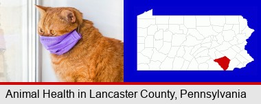 red cat wearing a purple medical mask; Lancaster County highlighted in red on a map