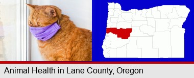 red cat wearing a purple medical mask; Lane County highlighted in red on a map