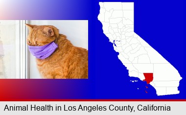 red cat wearing a purple medical mask; Los Angeles County highlighted in red on a map
