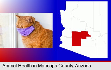 red cat wearing a purple medical mask; Maricopa County highlighted in red on a map
