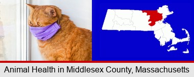 red cat wearing a purple medical mask; Middlesex County highlighted in red on a map