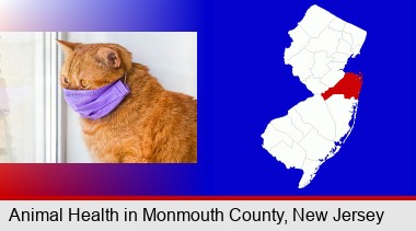 red cat wearing a purple medical mask; Monmouth County highlighted in red on a map