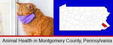 red cat wearing a purple medical mask; Montgomery County highlighted in red on a map