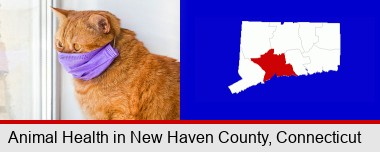 red cat wearing a purple medical mask; New Haven County highlighted in red on a map