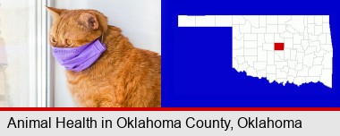 red cat wearing a purple medical mask; Oklahoma County highlighted in red on a map