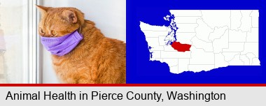 red cat wearing a purple medical mask; Pierce County highlighted in red on a map