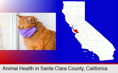 red cat wearing a purple medical mask; Santa Clara County highlighted in red on a map